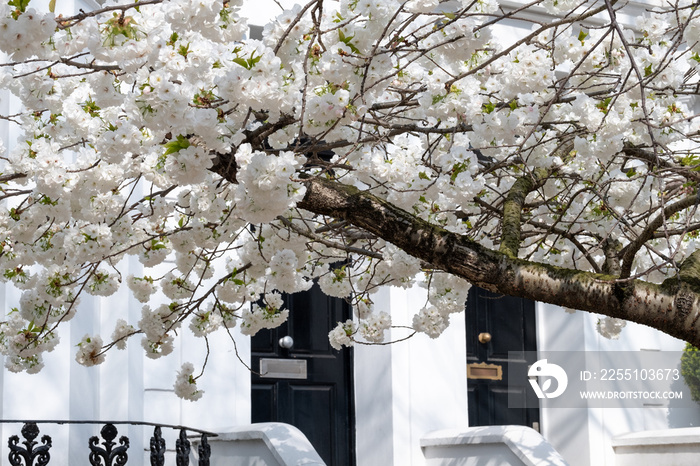 Close up of white cherry blossom growing on a cherry tree in the front garden of a house in Kensington, London UK.