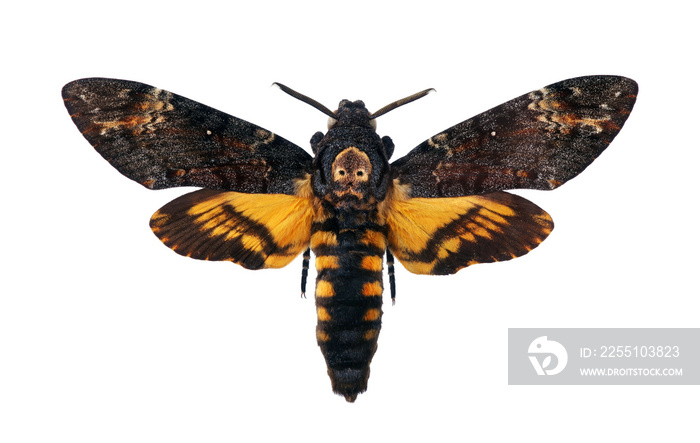 Death’s-head Hawkmoth isolated on a white. Acherontia atropos. Large rare moth.