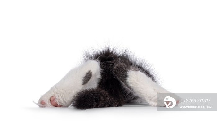 Funny picture of cat leaving the set. Just showing paws, toe beans and tail. Isolated on a white background.