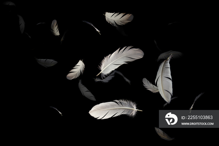 abstract white feathers floating in the dark, black background