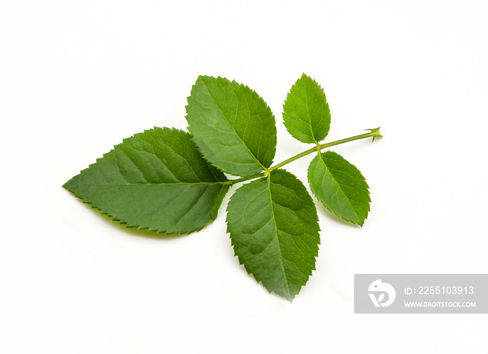 Green leaf of rose on white background