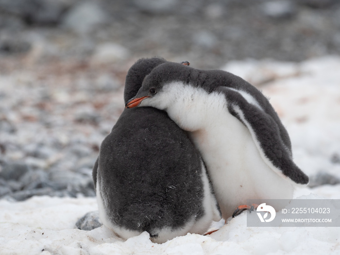 Closeup of possibly orphan Gentoo penguin chicks huddling together as their parents fail to return, Brown Bluff, Antarctric Peninsula, Antarctica