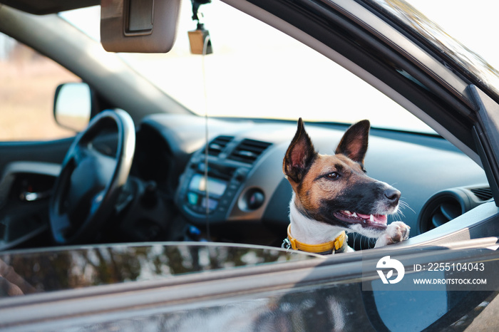 Portrait of fox terrier looking out of a car window. The concept of transporting pets in the car, traveling with dogs in the car or leaving them in the vehicle alone