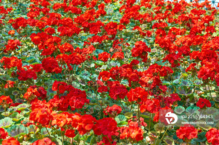 Field flowerbed abundant flowering red geranium.