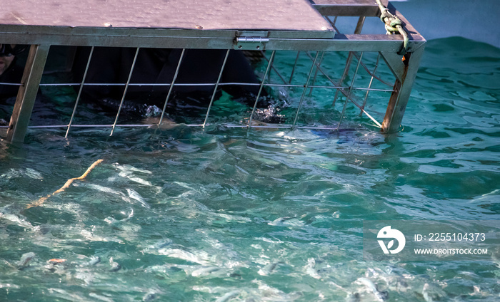 Person holding on to a shark cage in the famous shark alley in Gansbaai in the country of South Africa, this place is famous for the large number of white sharks that inhabit its waters.