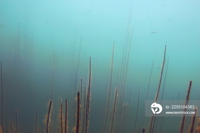 mangrove forest underwater photo / flooded trees, unusual underwater landscape, ecosystem nature underwater