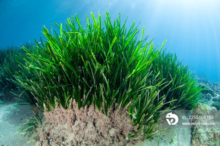 Underwater prairie of Posidonia oceanica in the Mediterranean Sea with clear water and sunshine