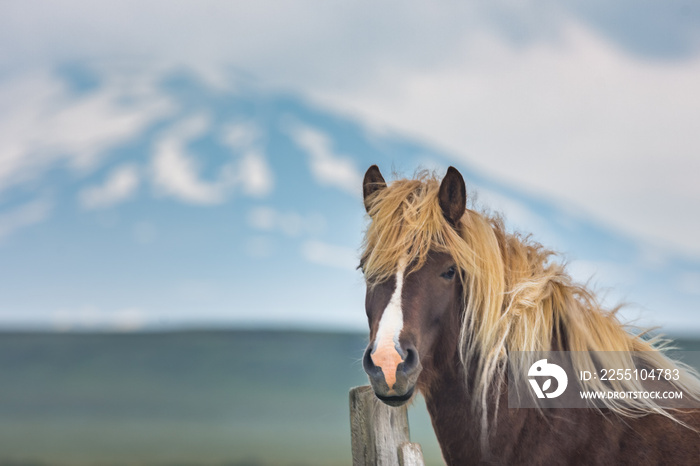 Icelandic horse with the Hekla volcano in the background, Iceland