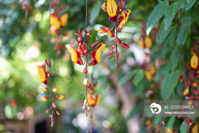 Beautiful tropical flowers growing in a greenhouse