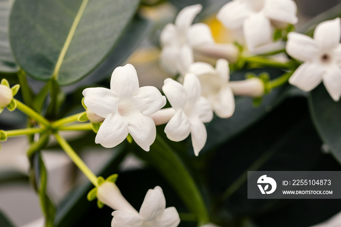 Stephanotis floribunda (Stephanotis jasminoides) flowers. This plant is also known as the Madagascar jasmine, waxflower, Hawaiian wedding flower, or bridal wreath.