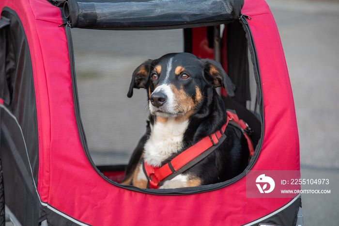 Dog lying in bicycle trailer, appenzeller sennenhund