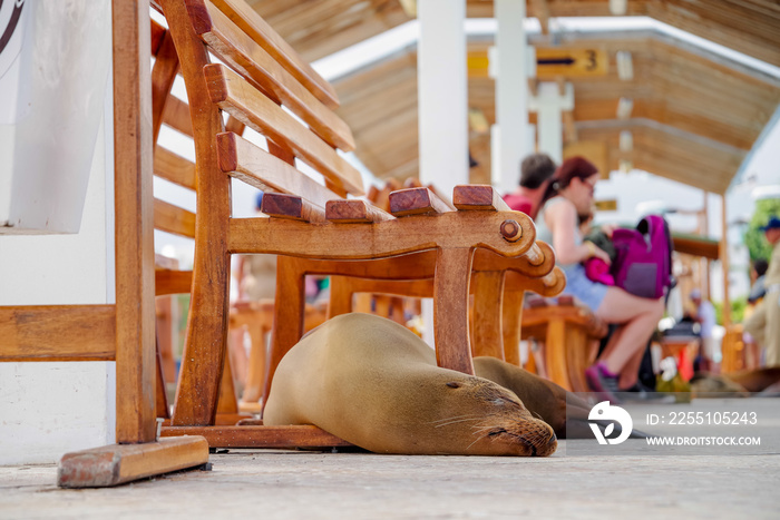 Gorgeous seal in the fish market sleeping with some tourists in the background, located in the city of Puerto Ayora in Galapagos