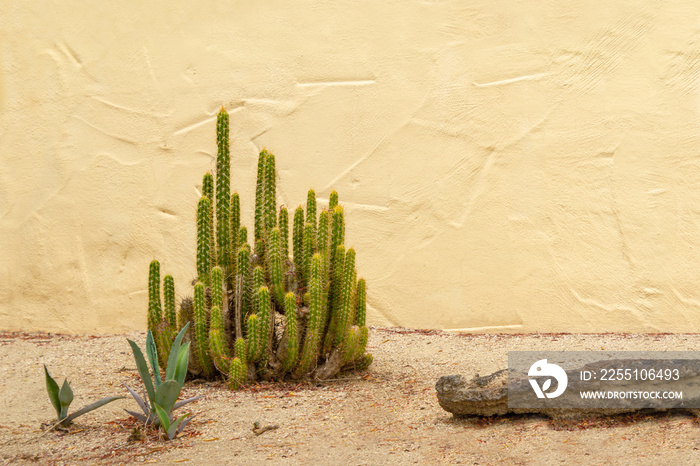 Cactus plant on sandy ground with a yellow stucco wall