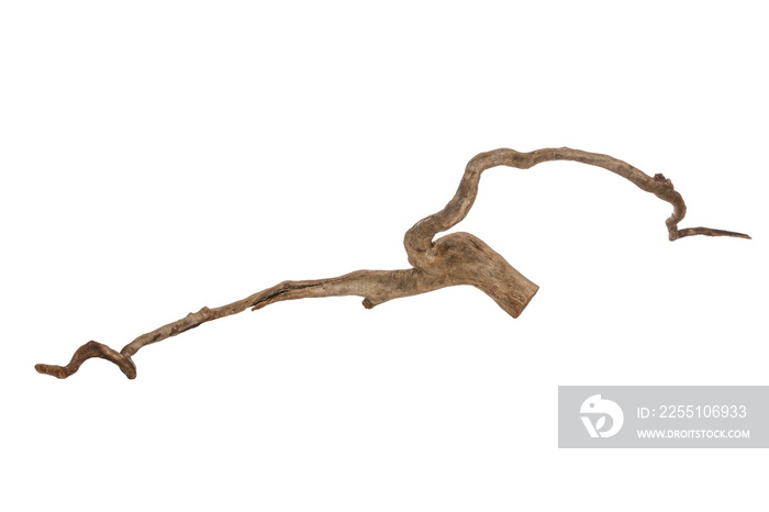 Piece of a root / trunk with many thin branches, river wood, driftwood, aquarium design element - isolated on transparent background - png - image compositing footage - alpha channel