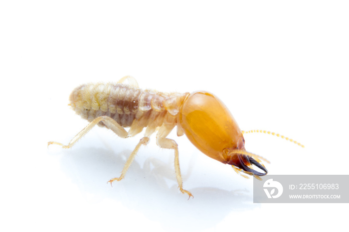 Termite on isolated whited background,  Macro shot