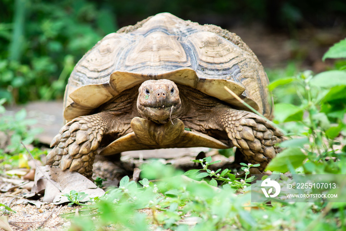 Sulcata tortoise