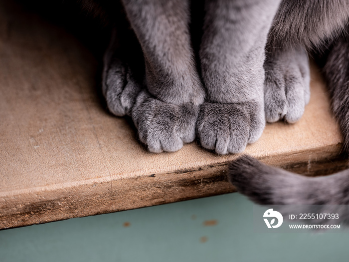 Russian Blue Cat Paws Detail