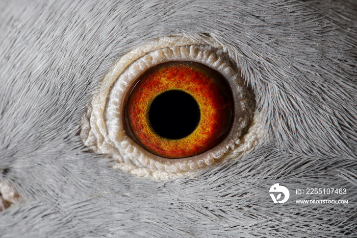 Close up image of racing pigeon eye