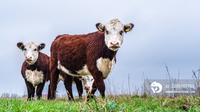 Curious Hereford cows in the meadows near Amsterdam