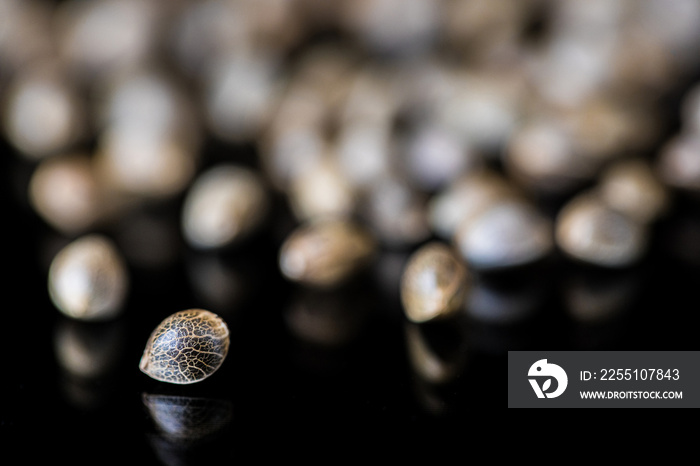 Macro Close-up Focus of Cannabis Marijuana Seeds on a reflective black background