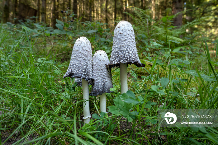 Drei ältere Schopf-Tintlinge (Coprinus comatus) im Gras in einem Wald