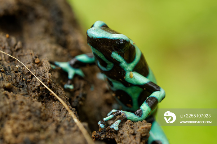 Dendrobates auratus - Green and black poison dart frog also green-and-black poison arrow frog and green poison frog, bright mint-green coloration, highly toxic animal