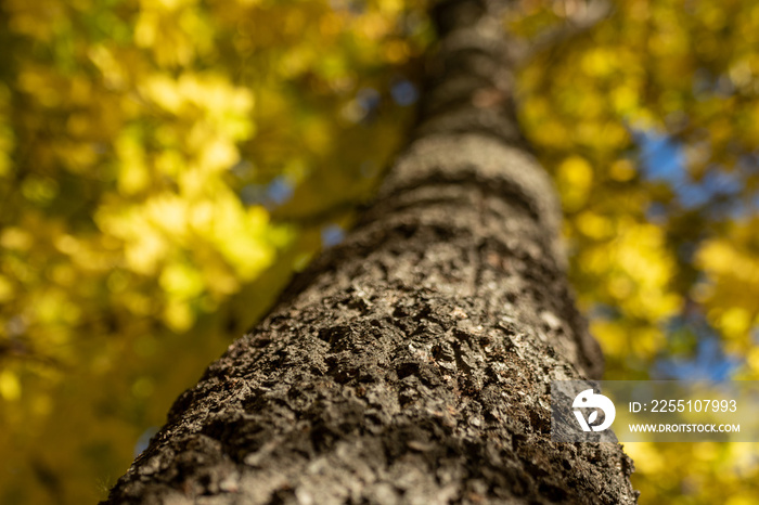 Autumn maple tree trunk look up with bark details and yellow leaves on blue sky. Natural close-up view with selective focus