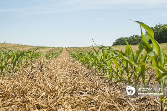 Looking down a row of young corn plants with the flag leaf unfurled in a no-till field with ryegrass residue.