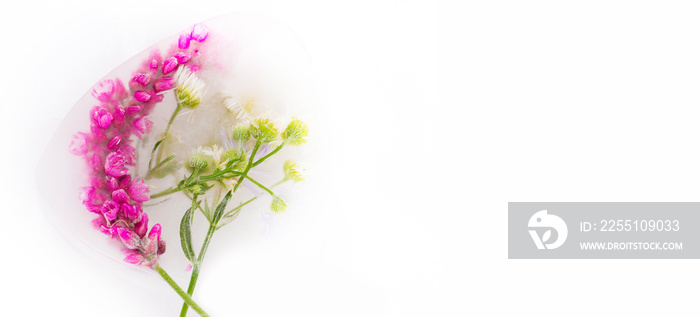 Various flowers in ice cubes on a white background. Creative floral background. Frozen beautiful plants.