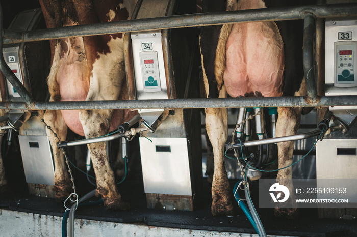 Milking cows on rotary milking parlor