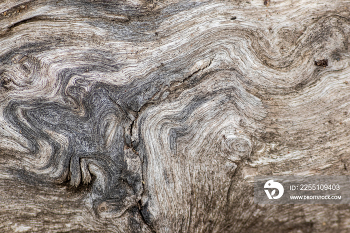 Schöne Holzstruktur eines gefällten Baumes mit Holzmaserung und feinen Details, viel schöner Patina und Vintage-Style als Dekoration oder Inneneinrichtung