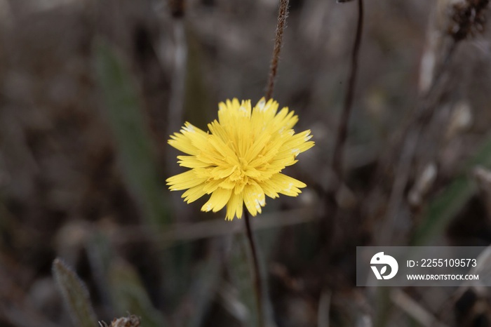 Macro photo of a mouse-ear hawkweed, Pilosella officinarum.