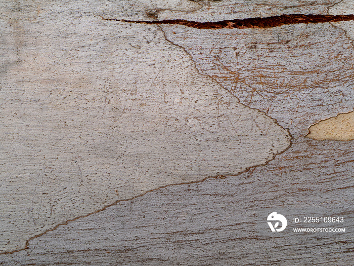 Surface bark of eucalyptus tree.