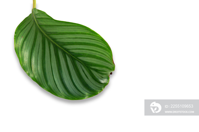 Green tropical Calathea Orbifolia leave isolated on white background.