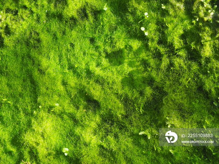 Green Moss background, mossy texture