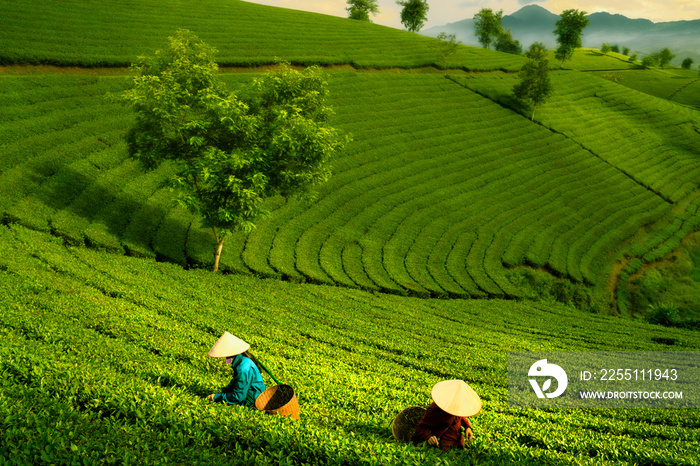 landscape photo for Vietnamese working in tea plantation at long coc mountain