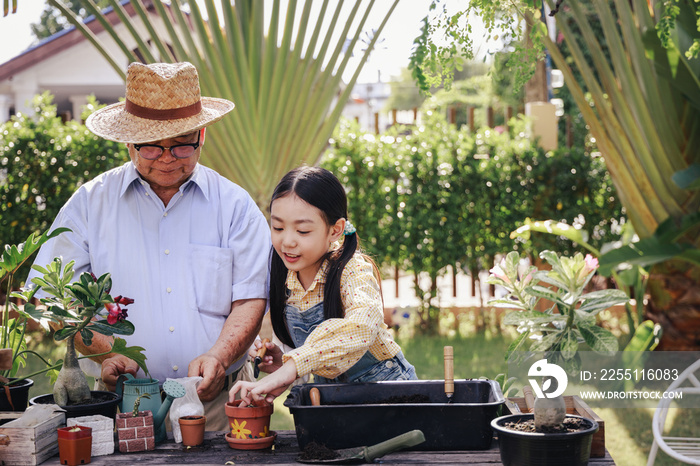 Asian retirement grandfather and pretty granddaughter helping planting together for planting trees at home garden. Happy and enjoy family outdoor activity in holiday.