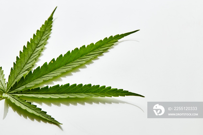 Cannabis fan leaf on white background