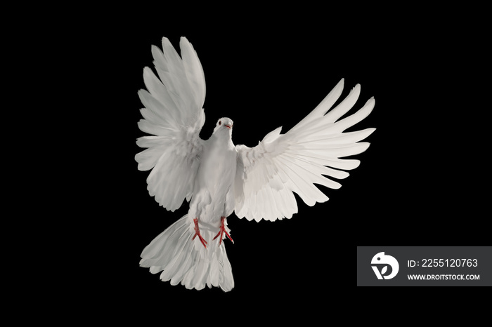 White dove flying on black background and Clipping path .freedom concept and international day of peace