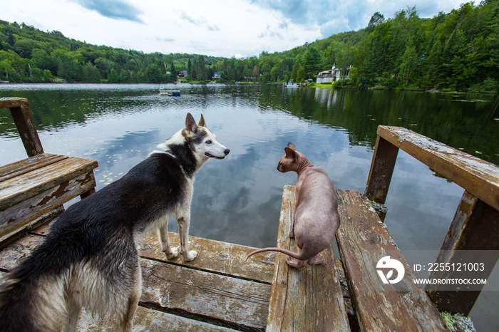 Alaskan husky dog is chilling on the dock with a sphynx cat - Picture taken at Mooney Lake, Quebec, Canada