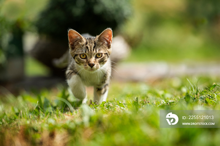 Tabby kitten in a summer meadow