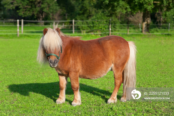 Curious ponny on the paddock