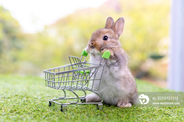 healthy Lovely bunny easter fluffy brown rabbits, Baby bunny easter rabbit with empty shopping cart prepare to go shopping food on green garden nature background.Symbol of easter festival animal.