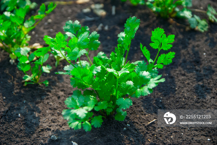 Coriander Thailand, Coriander, Coriander from Thailand country