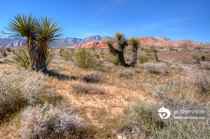 Nevada Desert