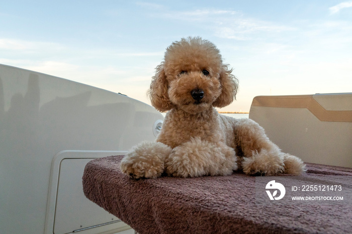 happy poodle dog looking at you