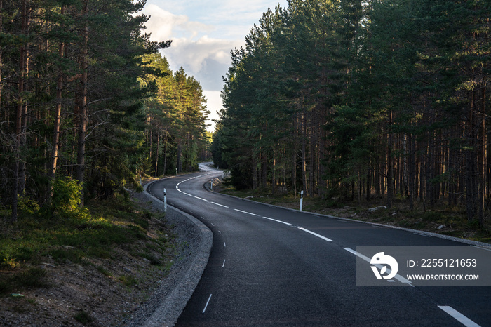 Curvy asphalt road passing through a pine forest in Sweden