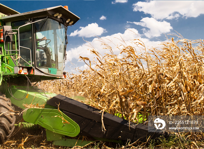 Combine harvester working in a corn field