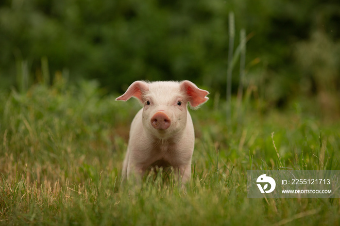 cutie and funny young pig is standing on the green grass. Happy piglet on the meadow, small piglet in the farm posing on camera on family farm. Regular day on the farm