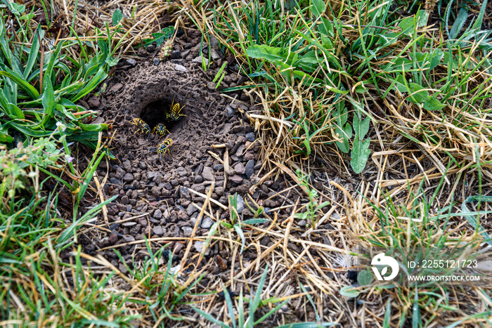 Wasps entering and leaving underground nest in a lawn on a wet day